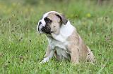 BULLDOG ANGLAIS 006